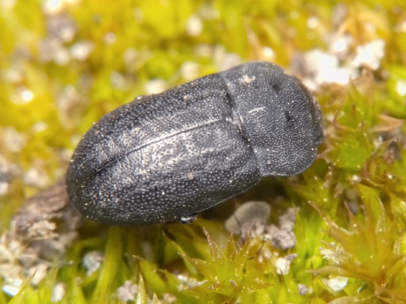 Melanimon tibiale (Fabricius, 1781)